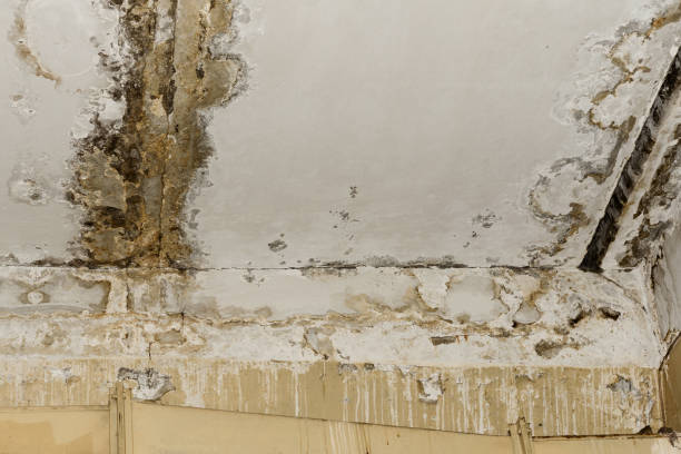 Perryman, MD Mold Remediation Company